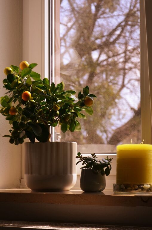 How to Refresh Your Home with Plants for a Lively Atmosphere